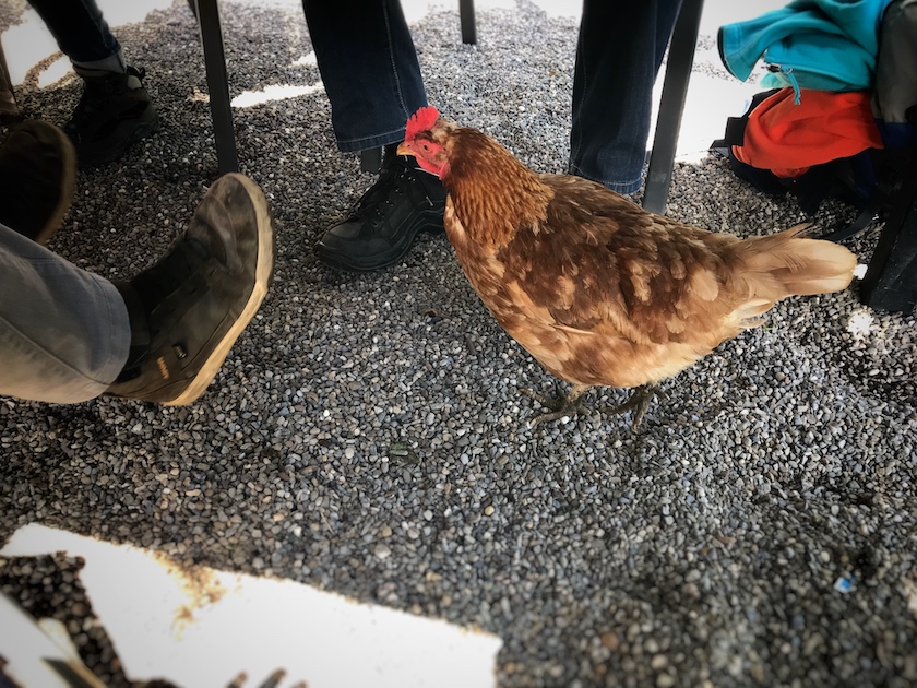 Die Hühner laufen auf der Gartenterrasse im Restaurant Burg Strahlegg frei herum.
